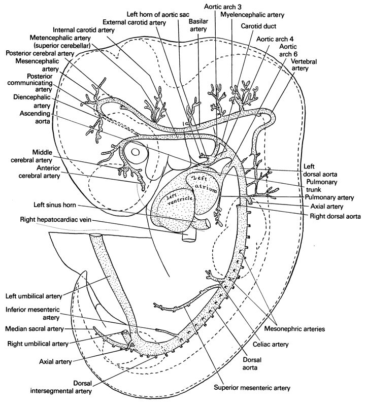 anterior cerebral artery, aortic arch 3, aortic arch 4, aortic arch 6, ascending aorta, axial artery, basilar artery, carotid duct, celiac artery, diencephalic artery, dorsal aorta, dorsal intersegmental artery, external carotid artery, inferior mesenteric artery, internal carotid artery, left dorsal aorta, left horn of aortic sac, left horn of sinus venosus, left umbilical artery, median sacral artery, mesencephalic artery, mesonephric arteries, metencephalic artery (superior cerebellar), middle cerebral artery, myelencephalic artery, posterior cerebral artery, posterior communicating artery, pulmonary artery, pulmonary trunk, right dorsal aorta, right hepatocardiac vein, right umbilical artery, superior mesenteric artery, vertebral artery