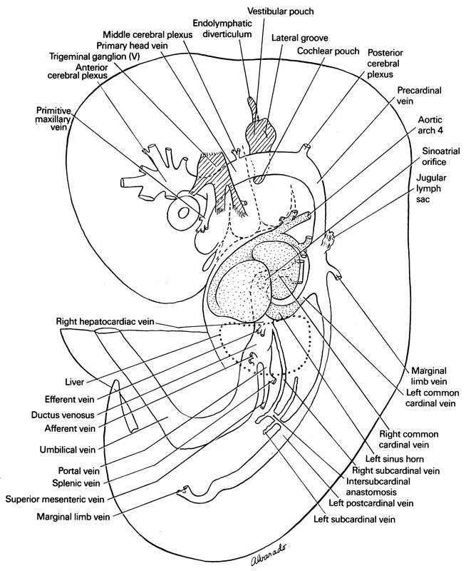 afferent vein, anterior cerebral plexus, aortic arch 4, cochlear pouch, ductus venosus, efferent vein, endolymphatic diverticulum, intersubcardinal anastomosis, jugular lymph sac, lateral groove, left common cardinal vein, left horn of sinus venosus, left postcardinal vein, left subcardinal vein, liver, marginal limb vein, middle cerebral plexus, portal vein, posterior cerebral plexus, precardinal vein, primary head vein, primitive maxillary vein, right common cardinal vein, right hepatocardiac vein, right subcardinal vein, sino-atrial orifice, splenic vein, superior mesenteric vein, trigeminal ganglion (CN V), umbilical vein, vestibular pouch