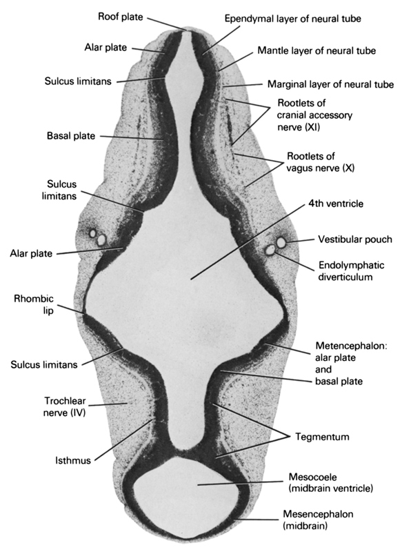 alar plate(s), basal plate, endolymphatic diverticulum, ependymal layer of neural tube, isthmus, mantle layer of neural tube, marginal layer of neural tube, mesencephalon (midbrain), mesocoele (midbrain ventricle), metencephalon: alar plate and basal plate, rhombencoel (fourth ventricle), rhombic lip, roof plate, root of cranial accessory nerve (CN XI), root of vagus nerve (CN X), sulcus limitans, tegmentum, trochlear nerve (CN IV), vestibular pouch