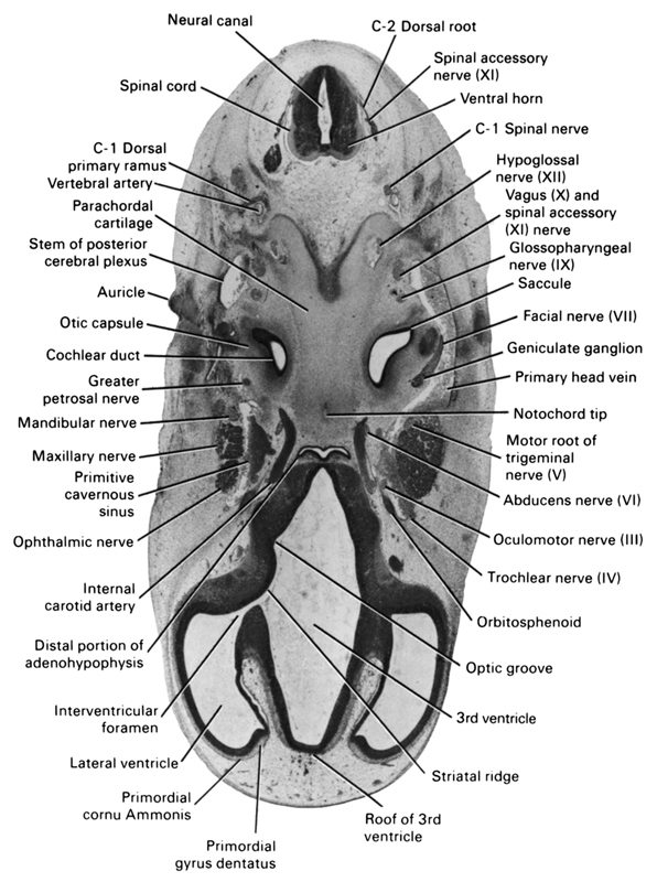 C-1 dorsal primary ramus, C-1 spinal nerve, C-2 dorsal root, abducens nerve (CN VI), auricle, cochlear duct, distal portion of adenohypophysis, facial nerve (CN VII), geniculate ganglion (CN VII), glossopharyngeal nerve (CN IX), greater petrosal nerve, hypoglossal nerve (CN XII), internal carotid artery, interventricular foramen, lateral ventricle, mandibular nerve (CN V₃), maxillary nerve (CN V₂), motor root of trigeminal nerve (CN V), neural canal, notochord tip, oculomotor nerve (CN III), ophthalmic nerve, optic groove, orbitosphenoid, otic capsule, parachordal cartilage, primary head vein, primitive cavernous sinus, primordial cornu Ammonis, primordial gyrus dentatus, roof of 3rd ventricle, saccule(s), spinal accessory nerve (CN XI), spinal cord, stem of posterior cerebral plexus, striatal ridge, third ventricle, trochlear nerve (CN IV), vagus nerve (CN X), ventral horn, vertebral artery