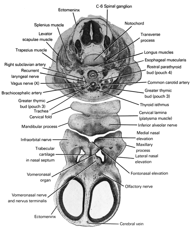 C-6 spinal ganglion, brachiocephalic artery, cerebral vein, cervical fold, cervical lamina (platysma muscle), common carotid artery, ectomeninx, esophageal muscularis, frontonasal elevation, greater thymic bud (pouch 3), inferior alveolar nerve, infraorbital nerve, lateral nasal elevation, levator scapulae muscle, longus muscles, mandibular prominence of pharyngeal arch 1, maxillary prominence of pharyngeal arch 1, medial nasal elevation, notochord, olfactory nerve, recurrent laryngeal nerve, right subclavian artery, rostral parathyroid bud (pouch 4), splenius muscle, thyroid isthmus, trabecular cartilage in nasal septum, trachea, transverse process, trapezius muscle, vagus nerve (CN X), vomeronasal nerve and nervus terminalis, vomeronasal organ