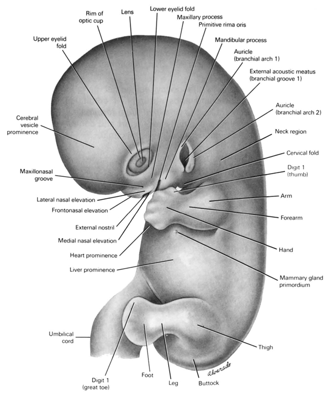 arm, auricle (pharyngeal arch 1), auricle (pharyngeal arch 2), buttock, cerebral vesicle prominence, cervical fold, digit 1 (great toe), digit 1 (thumb), external acoustic meatus (branchial groove 1), external nostril, foot, forearm, frontonasal elevation, hand, heart prominence, lateral nasal elevation, leg, lens, liver prominence, lower eyelid fold, mammary gland primordium, mandibular prominence of pharyngeal arch 1, maxillary prominence of pharyngeal arch 1, maxillonasal groove, medial nasal elevation, neck region, primitive rima oris, rim of optic cup, thigh, umbilical cord, upper eyelid fold