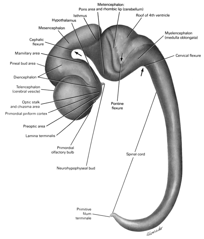 lamina terminalis