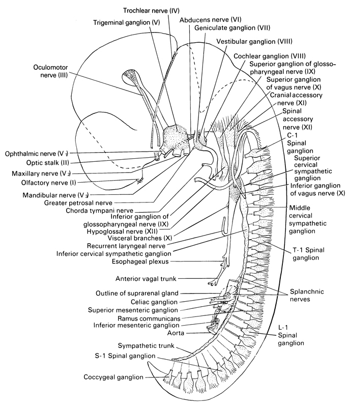 C-1 spinal ganglion, L-1 spinal ganglion, S-1 spinal ganglion, T-1 spinal ganglion, abducens nerve (CN VI), anterior vagal trunk, aorta, celiac ganglion, chorda tympani nerve, coccygeal ganglion, cochlear ganglion (CN VIII), cranial accessory nerve (CN XI), esophageal plexus, geniculate ganglion (CN VII), greater petrosal nerve, hypoglossal nerve (CN XII), inferior cervical sympathetic ganglion, inferior ganglion of glossopharyngeal nerve (CN IX), inferior ganglion of vagus nerve (CN X), inferior mesenteric artery, mandibular nerve (CN V₃), maxillary nerve (CN V₂), middle cervical sympathetic ganglion, oculomotor nerve (CN III), olfactory nerve (CN I), ophthalmic nerve (CN V₁), optic stalk (CN II), outline of suprarenal gland, ramus communicans, recurrent laryngeal nerve, spinal accessory nerve (CN XI), splanchnic nerves, superior cervical sympathetic ganglion, superior ganglion of glossopharyngeal nerve (CN IX), superior ganglion of vagus nerve (CN X), superior mesenteric ganglion, sympathetic trunk, trigeminal ganglion (CN V), trochlear nerve (CN IV), vestibulocochlear ganglion (CN VIII), visceral branches (CN X)