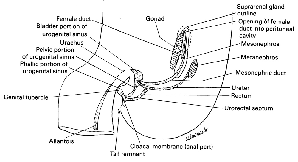 allantois, cloacal membrane (anal part), female duct, genital tubercle, gonad, mesonephric duct, mesonephros, metanephros, opening of female duct into peritoneal cavity, pelvic portion of urogenital sinus, phallic portion of urogenital sinus, rectum, suprarenal gland outline, tail remnant, urachus, ureter, urogenital sinus (bladder portion), urorectal septum