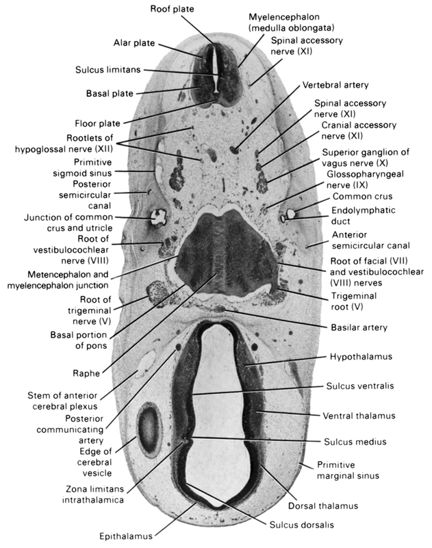 alar plate(s), anterior semicircular canal, basal plate, basal portion of pons, basilar artery, common crus, cranial accessory nerve (CN XI), dorsal thalamus, edge of cerebral vesicle(s), endolymphatic duct, epithalamus, floor plate, glossopharyngeal nerve (CN IX), hypothalamus, junction of common crus and utricle, metencephalon and myelencephalon junction, myelencephalon (medulla oblongata), posterior communicating artery, posterior semicircular canal, primitive marginal sinus, primitive sigmoid sinus, raphe, roof plate, root of facial nerve (CN VII), root of hypoglossal nerve (CN XII), root of trigeminal nerve (CN V), root of vestibulocochlear nerve (CN VIII), spinal accessory nerve (CN XI), stem of anterior cerebral plexus, sulcus dorsalis, sulcus limitans, sulcus medius, sulcus ventralis, superior ganglion of vagus nerve (CN X), trigeminal root (CN V), ventral thalamus, vertebral artery, zona limitans intrathalamica