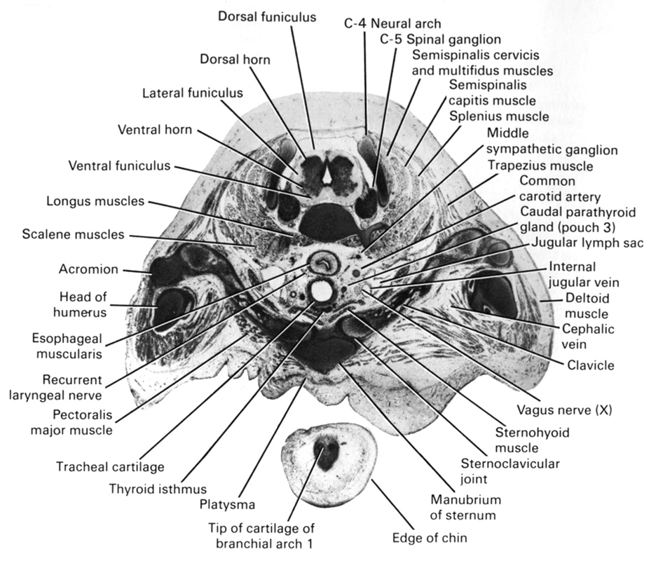 C-4 neural arch, C-5 spinal ganglion, acromion, caudal parathyroid gland (pouch 3), cephalic vein, clavicle, common carotid artery, deltoid muscle, dorsal funiculus, dorsal horn, edge of chin, esophageal muscularis, head of humerus, internal jugular vein, jugular lymph sac, lateral funiculus, longus muscles, manubrium of sternum, middle sympathetic ganglion, pectoralis major muscle, platysma, recurrent laryngeal nerve, scalene muscles, semispinalis capitis muscle, semispinalis cervicis and multifidus muscles, splenius muscle, sternoclavicular joint, sternohyoid muscle, thyroid isthmus, tip of cartilage of pharyngeal arch 1, tracheal cartilage, trapezius muscle, vagus nerve (CN X), ventral funiculus, ventral horn