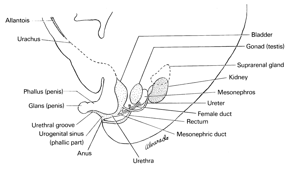 allantois, anus, female duct, glans penis, gonad, kidney (metanephros), mesonephric duct, mesonephros, phallus (penis), rectum, suprarenal gland, urachus, ureter, urethra, urethral groove, urinary bladder, urogenital sinus (phallic part)