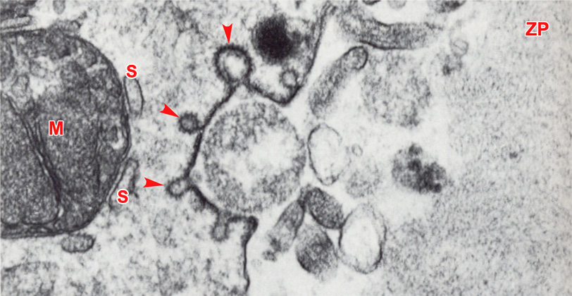 Cell membrane during the cortical reaction