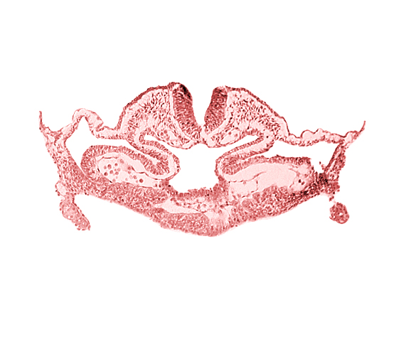 atrial canal, cephalic neuropore, foregut, hepatic plate, neural fold [rhombencephalon (Rh. C)], presumptive left atrium, presumptive right atrium, primordial pericardioperitoneal canal (pleural cavity), septum transversum, surface ectoderm