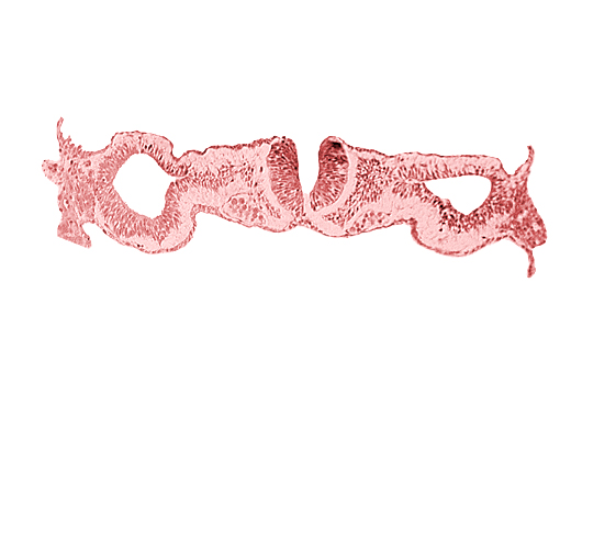 cephalic neuropore, dorsal aorta, intermediate mesenchyme, notochordal plate, primordial peritoneal cavity, sclerotomal cells, somatopleuric mesoderm, somite 1 (O-1), splanchnopleuric mesoderm