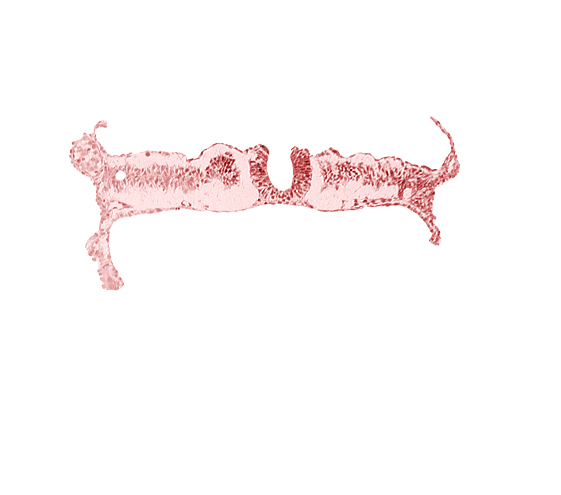 dorsal aorta, junction of neural ectoderm and surface ectoderm, lateral plate mesoderm, nephrogenic cord, neural fold, neural groove, notochordal plate, somite 7 (C-3), umbilical vesicle wall endoderm, umbilical vesicle wall mesoderm