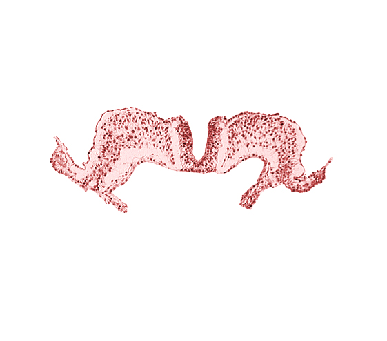 amnion attachment, amniotic cavity, caudal neuropore, primordial lateral body fold