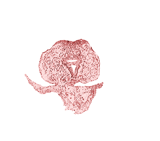 allantoic primordium, caudal eminence, caudal part of hindgut, left umbilical vein, neural plate, surface ectoderm, tail fold region