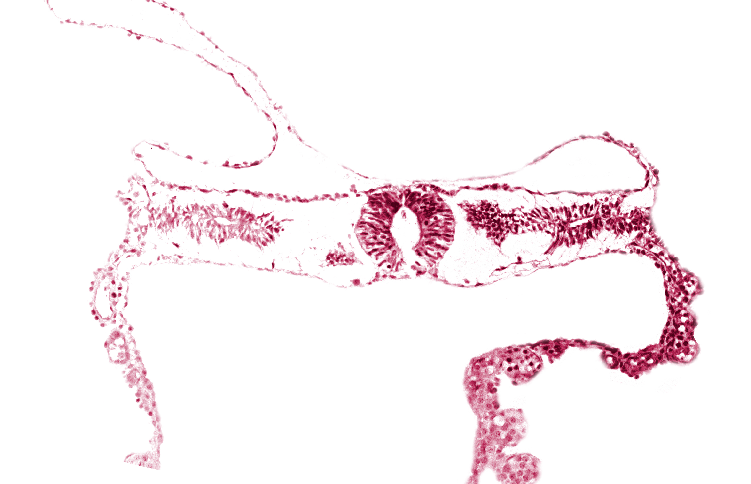 extra-embryonic coelom, midgut, neural tube [rhombencephalon (Rh. D)], somite 3-4 intersegmental region