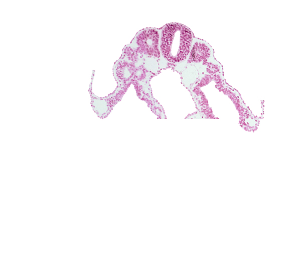 amnion attachment, dermatomyotome 9 (C-5), dorsal aorta, lateral body fold, left umbilical vein, right umbilical vein, surface ectoderm