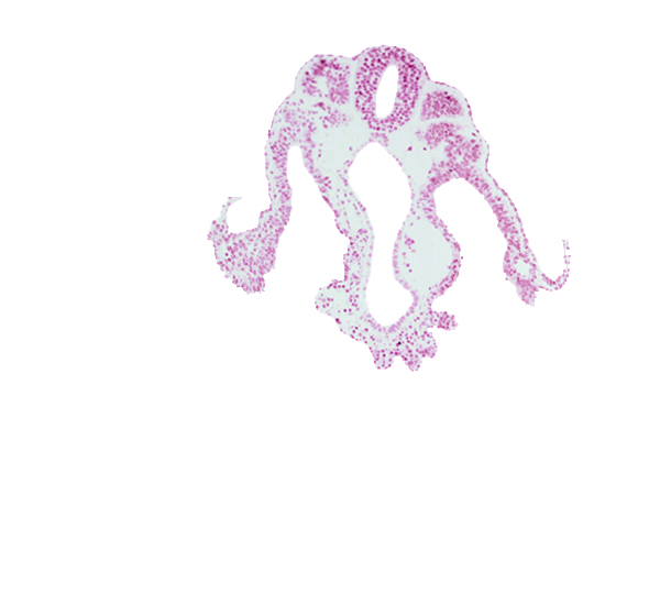 caudal part of somite 10 (C-6), caudal part of umbilical vesicle cavity, cephalic part of somite 11 (C-7), extra-embryonic ectoderm, extra-embryonic mesoderm, lateral body fold, left umbilical vein, notochord, somite 10-11 intersegmental region, spinal part of neural tube, vitelline (omphalomesenteric) vein