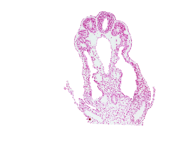 allantois, amnion attachment, amniotic cavity, connecting stalk mesenchyme, hindgut, intermediate mesenchyme, left umbilical artery, left umbilical vein, notochord, right umbilical artery, right umbilical vein, somatopleuric mesoderm, somite 12 (C-8), somitocoel 12, splanchnopleuric mesoderm, tail fold region
