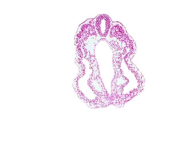 endoderm, hindgut, intermediate mesenchyme, neural tube, paraxial mesoderm, peritoneal cavity (coelom), somatopleuric mesoderm, splanchnopleuric mesoderm, surface ectoderm