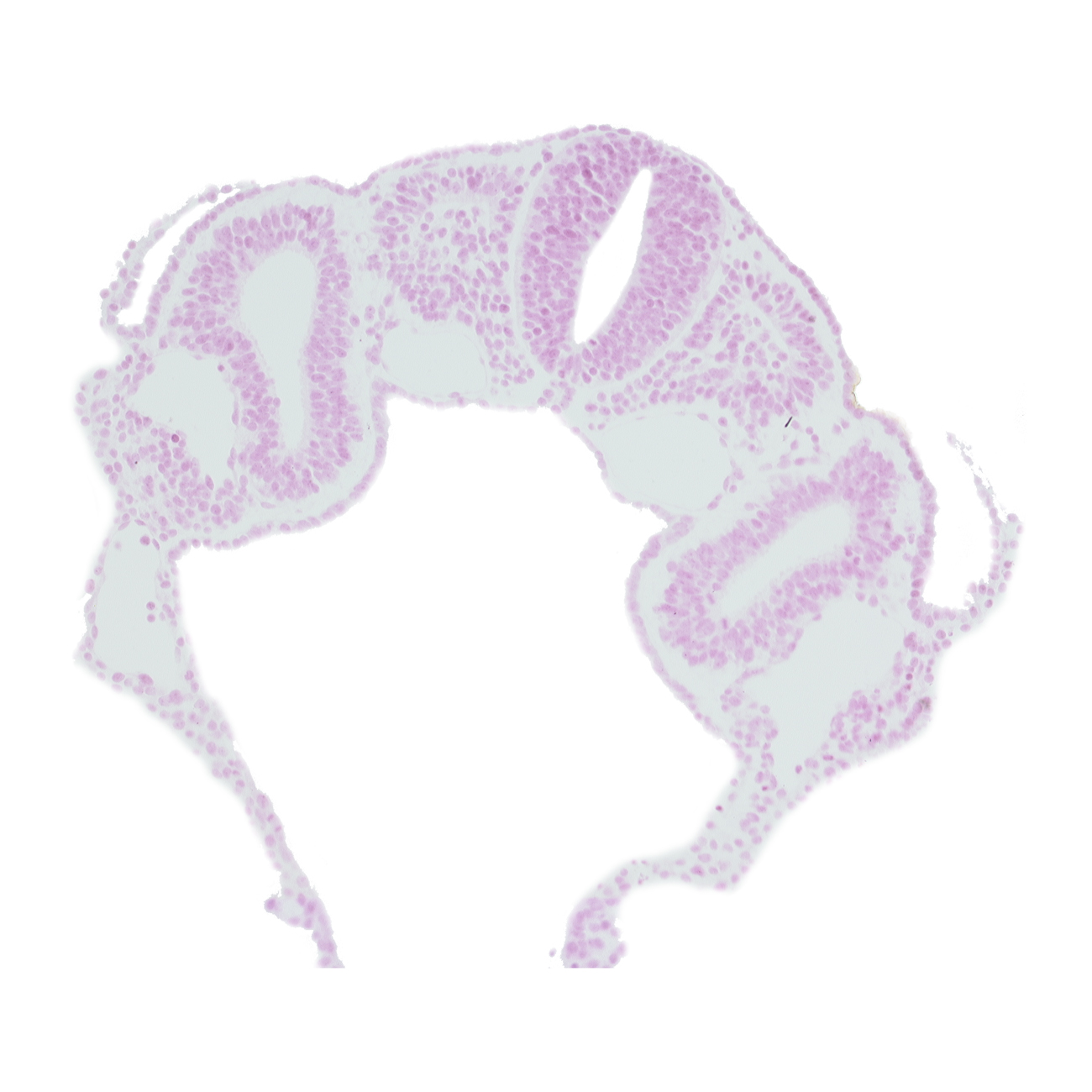 amniotic cavity, dermatomyotome 3 (O-3) , dorsal aorta, left horn of sinus venosus, midgut, postcardinal vein, right horn of sinus venosus, umbilical vesicle cavity