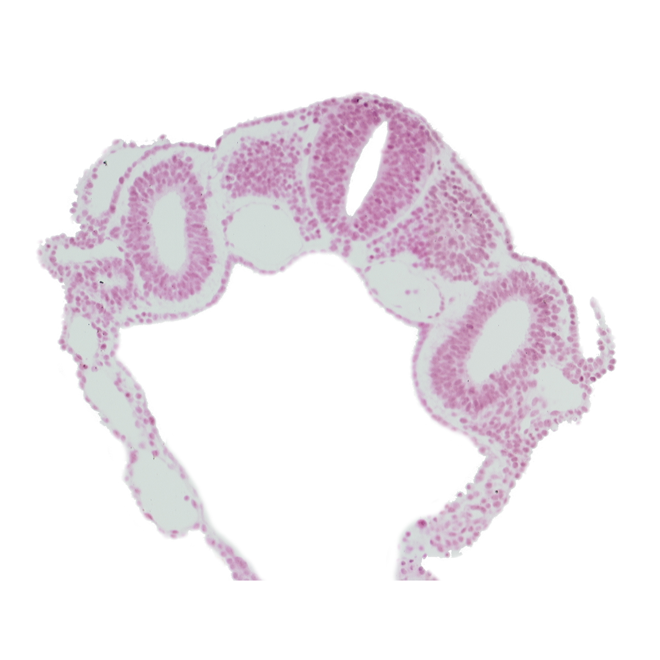 amnion attachment, dermatomyotome 4 (O-4) , dorsal aorta, extra-embryonic endoderm, extra-embryonic mesoderm, hypoglossal neural crest (CN XII), left umbilical vein, midgut, peritoneal cavity (coelom), rhombencephalon (Rh. D), right umbilical vein, umbilical vesicle cavity, vitelline (omphalomesenteric) vein