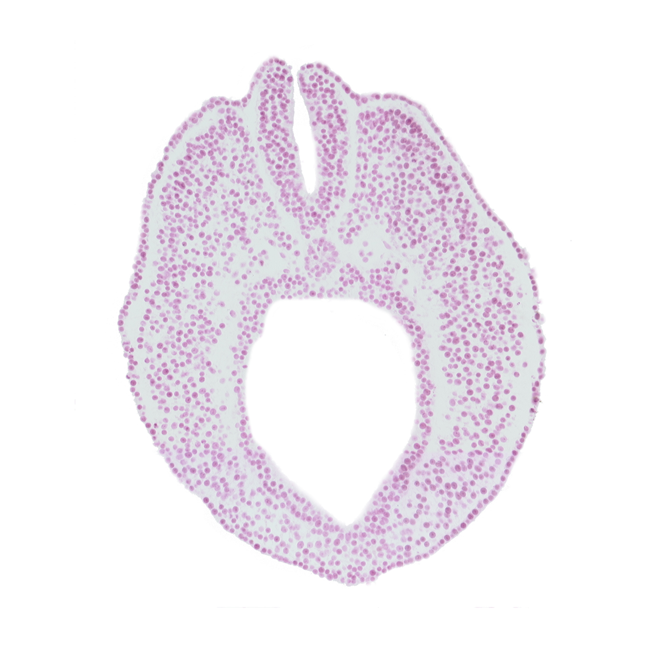 cephalic edge of caudal neuropore, cloacal part of hindgut, dorsal aorta plexus, endoderm, lateral mesoderm, neural fold, notochord, paraxial mesoderm