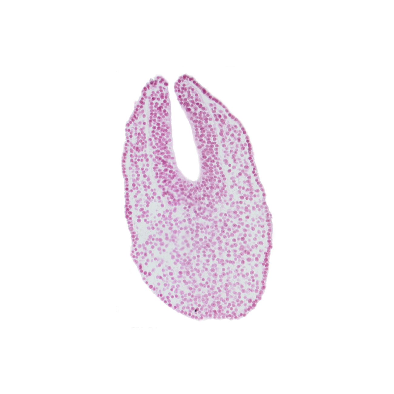 caudal eminence, gastrulation (primitive) streak, neural fold, neural groove, neural plate, paraxial mesoderm