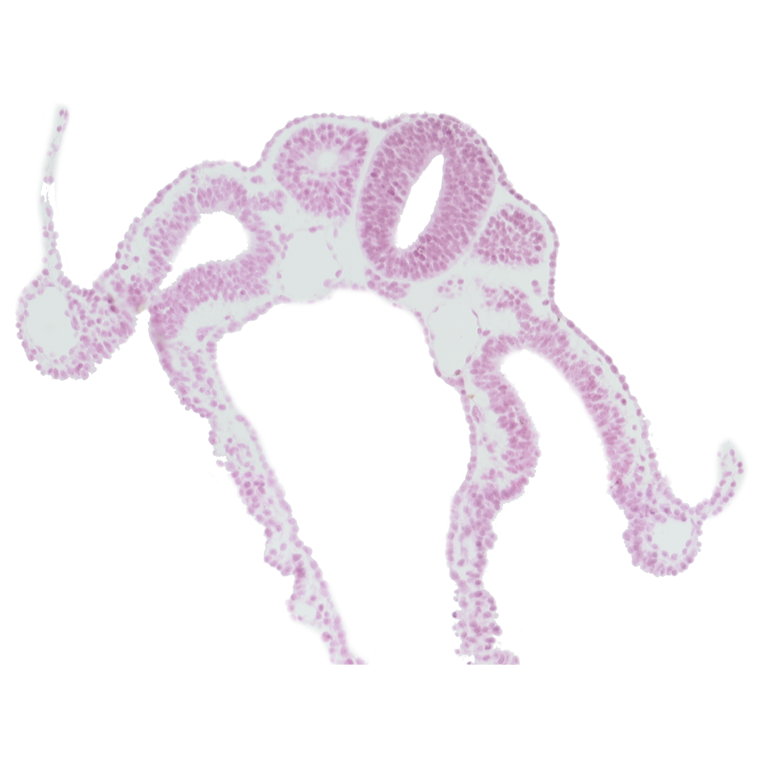 amnion attachment, amniotic cavity, caudal part of dermatomyotome 7 (C-3), dorsal aorta, midgut, somatopleure, splanchnopleure