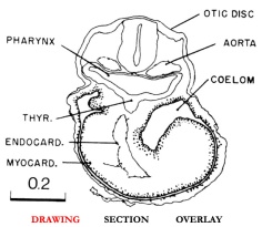 Slice A drawing