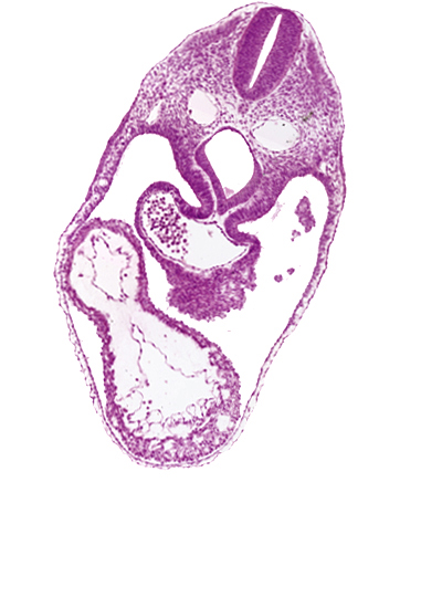 anterior interventricular sulcus, cephalic edge of septum tranversum, dermatomyotome 4 (O-4) , dorsal aorta, foregut, junction of common atrium and sinus venosus, laryngotracheal groove, left ventricle, mesocardium, pericardial cavity, posterior interventricular sulcus, precardinal vein, right ventricle