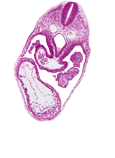 dermatomyotome 4-5 intersegmental region, dorsal aorta, foregut, interventricular foramen, junction of rhombencephalon and spinal cord, left ventricle, pericardial cavity, precardinal vein, right ventricle, septum transversum, sinus venosus