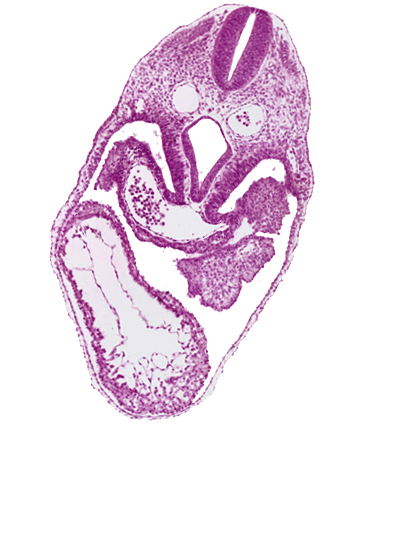 cephalic part of dermatomyotome 5 (C-1), closure area, dorsal aorta, foregut, interventricular foramen, left ventricle, pericardial cavity, pericardioperitoneal canal (pleural cavity), precardinal vein, respiratory primordium, right horn of sinus venosus, right ventricle, sclerotome, septum transversum, spinal cord, sulcus limitans