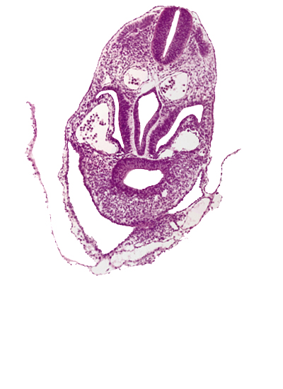 amnion, amniotic cavity, dermatomyotome 5-6 interspace, hepatic antrum, junction of amnion and ventral body wall (caudal part of head), pericardial cavity, pericardioperitoneal canal (pleural cavity), postcardinal vein, septum transversum