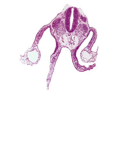 amnion attachment, caudal edge of dermatomyotome 9 (C-5), left umbilical vein, midgut, notochord, peritoneal cavity, primordial omental bursa, right umbilical vein, somatopleure