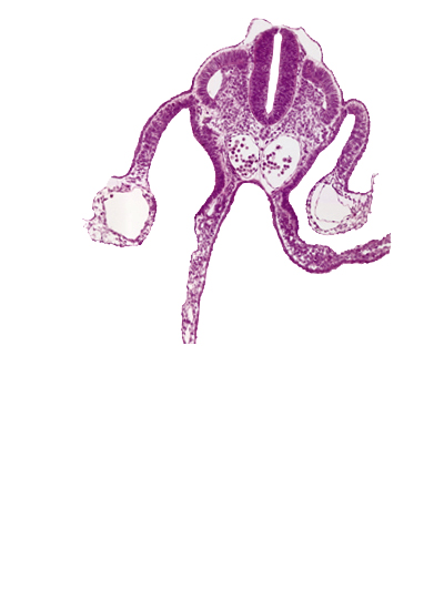 dermatomyotome 10 (C-6), dorsal aorta, left umbilical vein, mesonephric vesicle(s), midgut, peritoneal cavity, presumptive upper limb bud, right umbilical vein, sclerotome