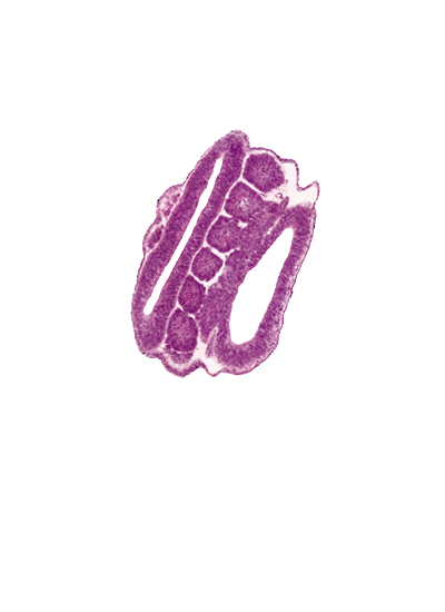 dorsal edge of somite 19 (T-7), dorsal edge of somite 20 (T-8), intersegmental region, mesonephric duct, neural tube wall, roof plate, somite 18 (T-6), somite 19 (T-7), somite 20 (T-8), somite 21 (T-9), somite 22 (T-10), somite 23 (T-11)