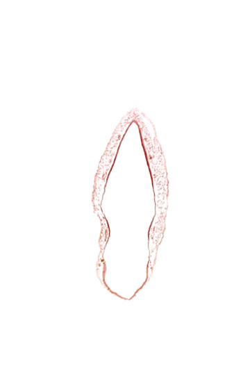 alar plate(s), head mesenchyme, rhombencoel (fourth ventricle), roof plate of rhombencephalon, surface ectoderm, venous plexus(es)