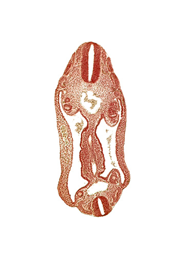 T-3 spinal ganglion primordium, aorta, aortic bifurcation, coelom, continuity of hindgut, dermatomyotome 15 (T-3), dermatomyotome 16 (T-4), dermatomyotome 25 (L-1), hindgut, mesentery, mesonephric duct, neural tube, sclerotome