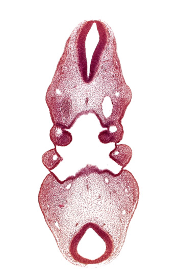 aortic arch 2, aortic arch 3, dorsal aorta, pharynx primordium, precardinal vein, primary head vein, region of mesencephalic (cephalic) flexure