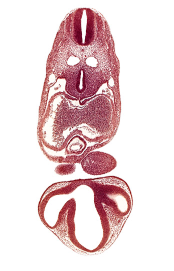 C-2 spinal ganglion primordium, caudal edge of pharyngeal arch 1, dermatomyotome 6 (C-2), dorsal aorta, dorsal thalamus, epithalamus, interatrial foramen (primum), intraretinal space (optic vesicle cavity), junction of conus cordis and truncus arteriosus, left atrium, mesocardium, notochord, optic vesicle, pericardial cavity, precardinal vein, prosencoel (third ventricle), right atrium, stomodeum, tracheo-esophageal tube, ventral thalamus