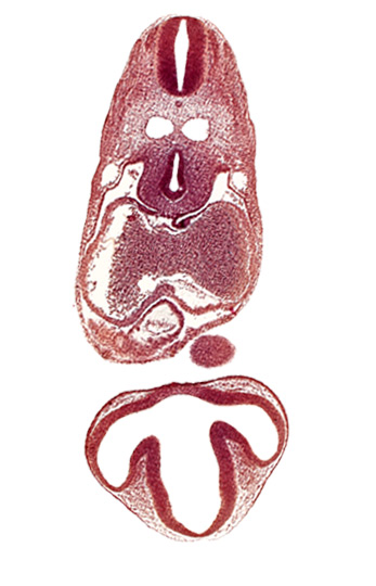 C-2 spinal ganglion primordium, cephalic edge of right ventricle, conus cordis, dermatomyotome 6 (C-2), dorsal aorta, dorsal thalamus, epithalamus, left atrium, mandibular prominence of pharyngeal arch 1, mesocardium, notochord, optic vesicle, pericardial cavity, precardinal vein, primary interatrial septum (septum primum), prosencoel (third ventricle), right atrial wall, tracheo-esophageal tube, ventral thalamus