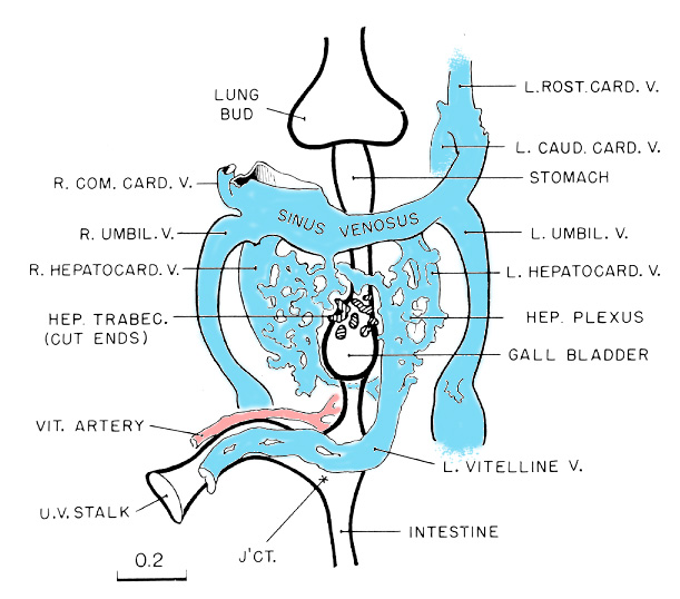 Hepatic Veins