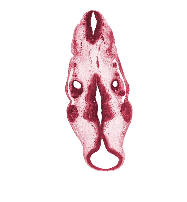 anterior dural venous plexus, cochlear duct primordium, floor plate, geniculate ganglion (CN VII), isthmus of rhombencephalon, junction of precardinal and primary head veins, mesencephalon (M2), mesencoel (cerebral aqueduct), metencephalon (presumptive pons region), myelencephalon, primary head vein, rhombencoel (fourth ventricle), roof plate, spinal accessory nerve (CN XI), sulcus limitans, superior ganglion of glossopharyngeal nerve (CN IX), superior ganglion of vagus nerve (CN X), trigeminal ganglion (CN V), ventral part of rhombencoel (fourth ventricle), vertebral artery, vestibulocochlear ganglion (CN VIII)