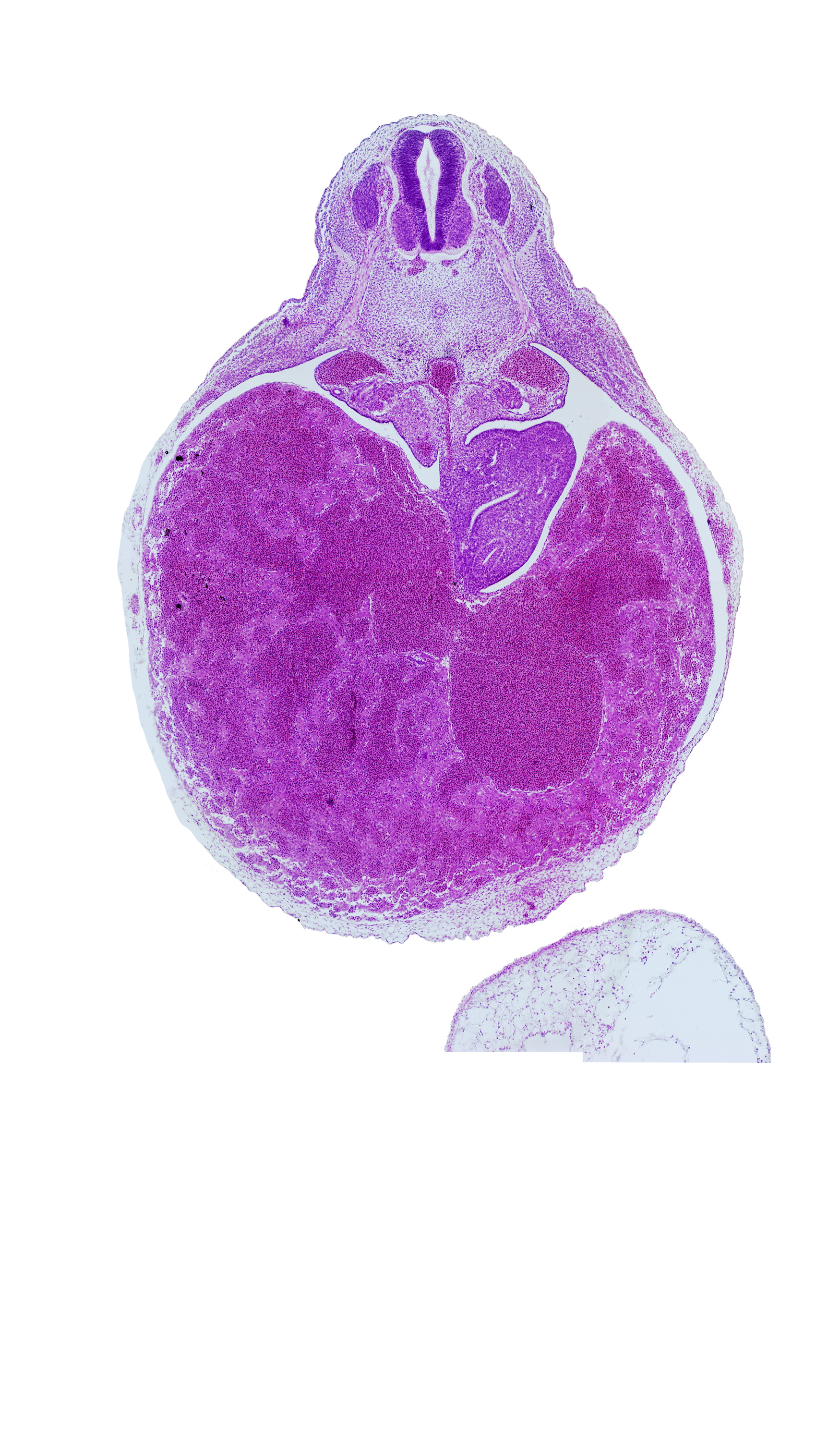T-4 spinal ganglion, aorta, caudal edge of lesser sac (omental bursa), ductus venosus, duodenum, liver, mesonephric artery, notochord, postcardinal vein
