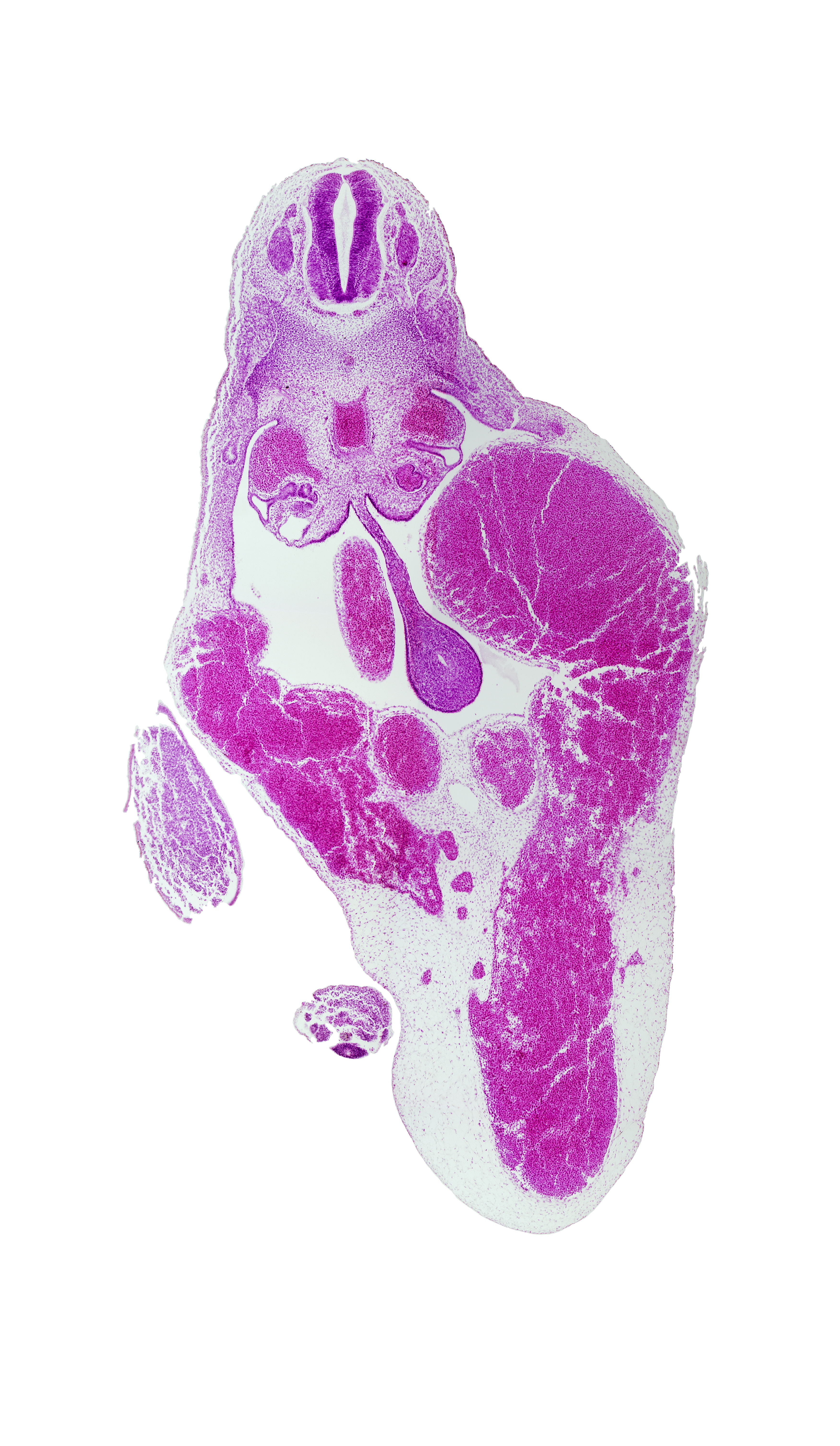 T-9 spinal ganglion, caecal swelling, caudal eminence, dorsal mesentery, junction of umbilical veins, left umbilical vein, lower limb (distal part), mesonephric duct, mesonephric tubule(s), notochord, right umbilical vein, superior mesenteric artery, umbilical vein