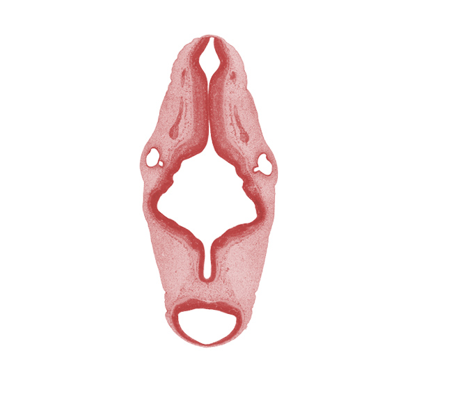 accessory nerve (CN XI), alar plate(s), basal plate, intermediate zone, junction of endolymphatic duct and vestibular part of otic vesicle, marginal zone, median sulcus, mesencephalon, rhombomere 2, rhombomere 5, rhombomere 6, roof plate of myelencephalon, root of oculomotor nerve (CN III), semicircular groove, sulcus limitans, trochlear nerve (CN IV), vagus nerve (CN X), vascular plexus, ventricular zone