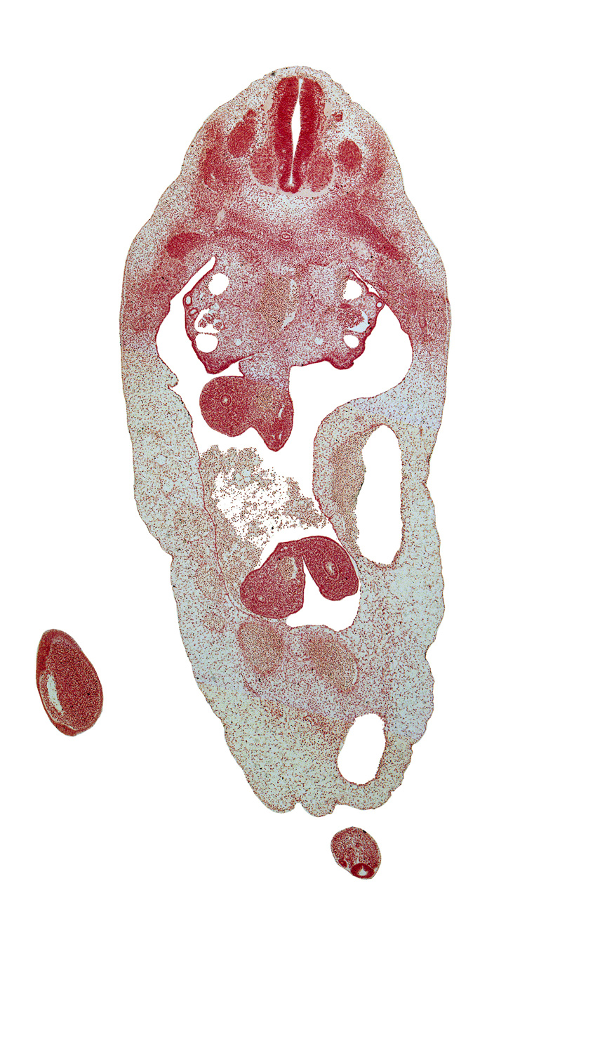 T-5 spinal ganglion, T-6 intercostal nerve, allantois, aorta, blastema of rib 6, duodenum, foot plate, left umbilical artery, marginal vein, mesonephric duct, mesonephric glomerulus, right umbilical artery, superior mesenteric artery, superior mesenteric vein, umbilical vein