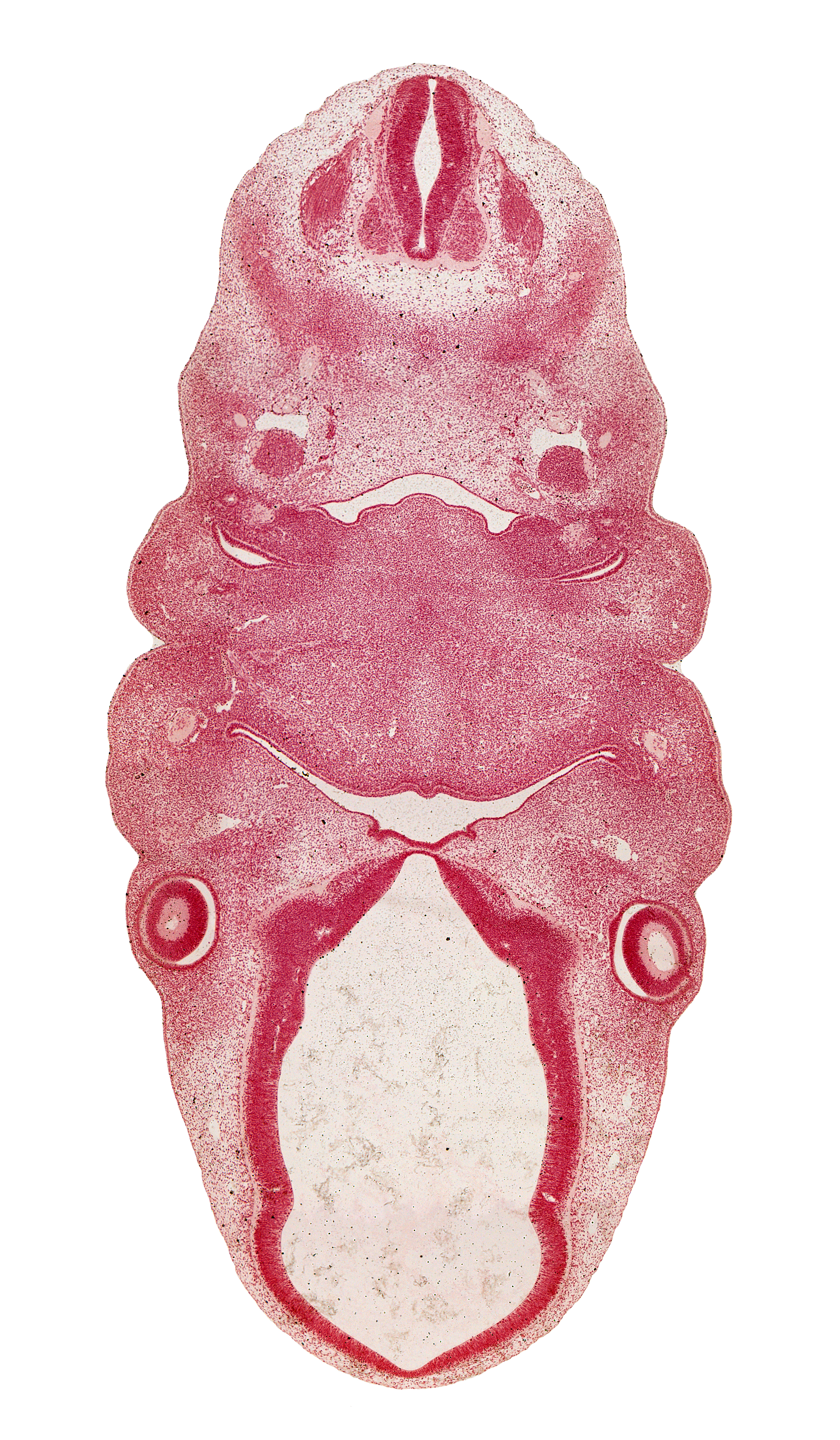 C-2 spinal ganglion, anterior dural venous plexus, caudal edge of adenohypophysial pouch, edge of lens vesicle, epithalamus, glossopharyngeal nerve (CN IX), hypoglossal nerve (CN XII), inferior ganglion of vagus nerve (CN X), intermediate zone, intraretinal space (optic vesicle cavity), lateral lingual swelling of tongue, mandibular nerve (CN V₃), marginal zone, maxillary prominence of pharyngeal arch 1, notochord, optic chiasma (chiasmatic plate), optic cup cavity, optic groove, optic stalk (CN II), oronasal cavity, pharyngeal groove 1, pharyngeal pouch 2, precartilage condensation of pharyngeal arch 2, premuscle mass of tongue, spinal accessory nerve (CN XI), sympathetic trunk, ventricular zone