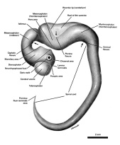 Central nervous system