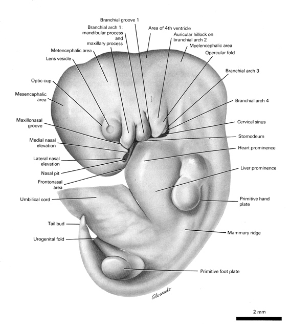 External features